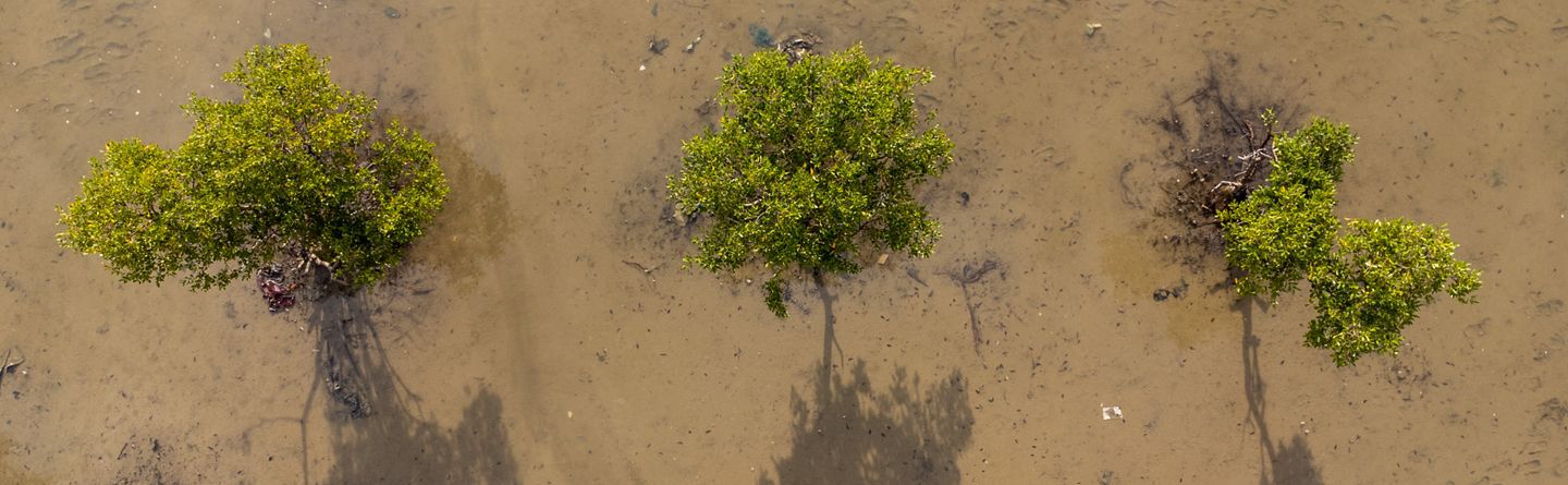 Une &eacute;tonnante raison d&rsquo;avoir plus d&rsquo;arbres dans le monde 
