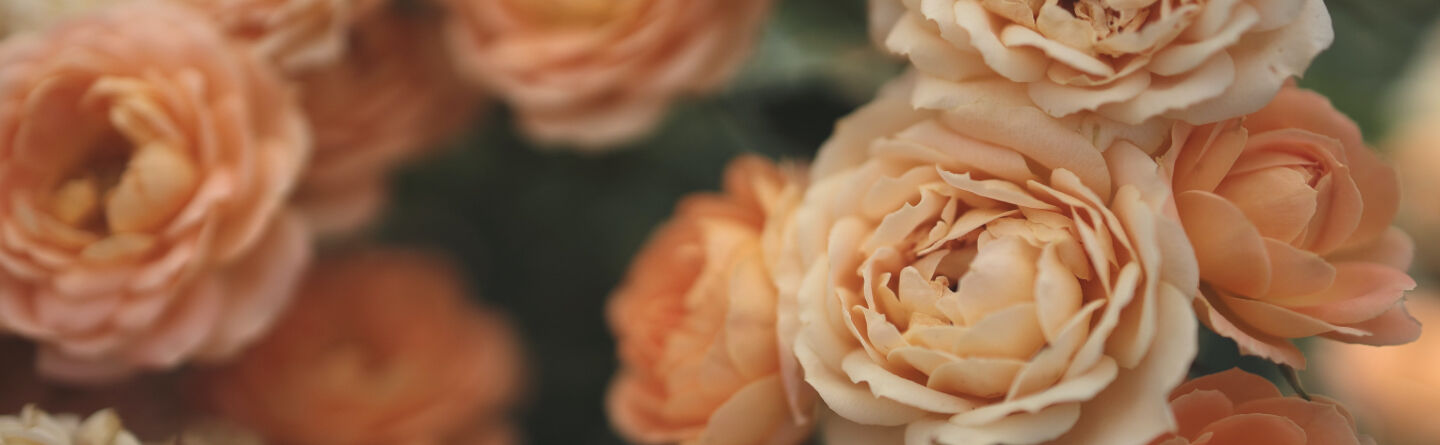 Hanakotoba: The secret Japanese language of flowers - and which ones say I love you