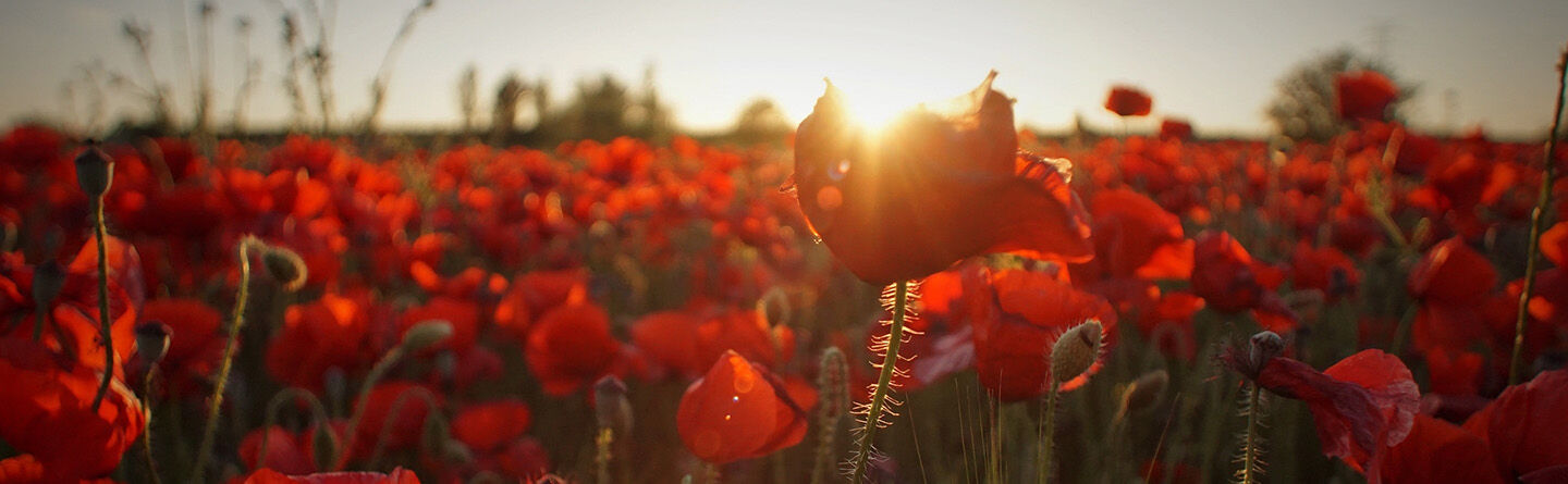 Ignite your gratitude and feed your inner optimist for a happier mindset